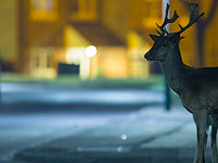 На проспекте Гагарина в Сант-Петербурге полиция задержала оленя
