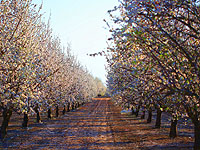 Десятки тысяч израильтян посетили сегодня парки и заповедники
