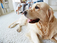 Жертву теракта в Тене-Омарим спасла напавшая на террориста собака