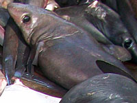 У британских берегов  впервые обнаружена тропическая ложнопесчаная  акула