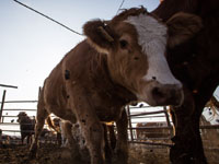 Минсельхоз заблокировал доставку в Израиль румынских баранов и телят