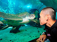 В Таиланде из желудка морской черепахи извлекли 915 монет