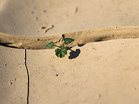 Управление водных ресурсов: в Израиле продолжается засуха