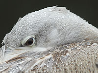 В старейшем зоопарке мира усыпили всех кудрявых пеликанов