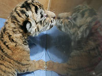 Австралийская овчарка 