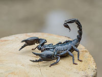 В Араде 8-летнего мальчика ужалил скорпион. Ребенок в тяжелом состоянии