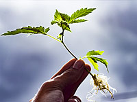 Возле детского сада в Петах-Тикве обнаружены саженцы марихуаны