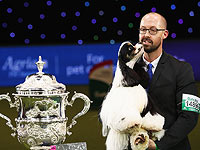 Финал Crufts 2017: назван чемпион мира среди собак. Фоторепортаж