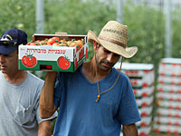 Минсельхоз заплатит фермерам за сбор невыгодного урожая, чтобы передать его бедным