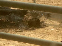 На границе сектора Газы обнаружены взрывные устройства, установленные боевиками 