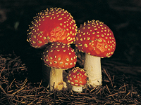 В Мьянме обнаружены мухоморы в янтаре, возраст которыъ 100 миллионов лет