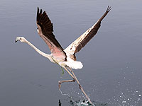 В Чехии трое учеников начальной школы до смерти забили фламинго