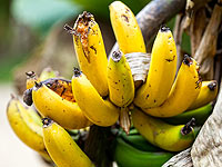 Обладатели самых здоровых в мире сердец живут в джунглях Амазонки