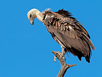 Израиль пытается спасти популяцию грифов с помощью импорта из Испании
