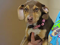 Собака, взятая из приюта, спасла маленькую девочку