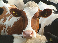 Парагвай под давлением Израиля сменит способ забоя скота на более гуманный