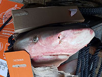 В Старом городе Иерусалима задержан араб, привезший на продажу акул. ФОТО