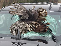 В Индиане дикий индюк пробил лобовое стекло внедорожника. ФОТО