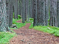 Российский миллиардер Юрий Шефлер купил самое дорогое охотничье поместье Шотландии