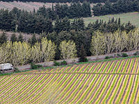 Апрель на Голанах: последний снег и цветущие луга. Фоторепортаж