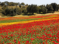 Цветущие маки в долине Эла. Фоторепортаж