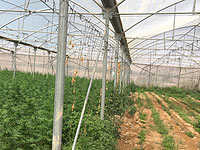 В районе Иерихона обнаружены теплицы с тысячами кустов марихуаны