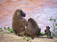 В индийском заповеднике обнаружена