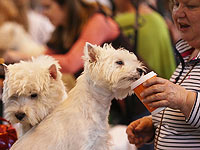 Crufts 2017: открытие самой большой собачьей выставки в мире. Фоторепортаж