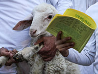 Самаритяне приносят пасхальную жертву. Фоторепортаж