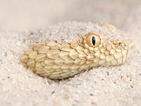 Специалисты предупреждают: теплая погода