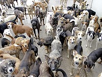 Из запертой однокомнатной квартиры в Оренбурге вызволили 26 собак