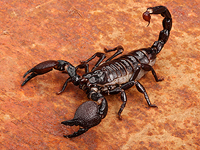 Еще один инцидент на борту United Airlines: пассажира ужалил скорпион