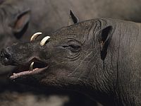 СМИ: в Ираке дикие кабаны растерзали трех боевиков 