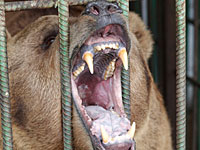 В Калькилии медведь оторвал руку 9-летнему мальчику