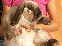 Очередной скандал в United Airlines: на борту самолета умер претендент на звание самого большого в мире кролика