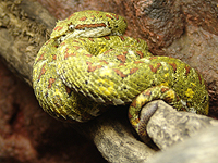 В аэропорту Амстердама задержан россиянин, пытавшийся провезти ядовитых змей и лягушек