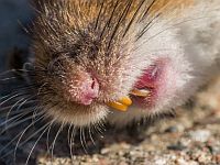 Трехмесячная девочка госпитализирована с мышиными укусами