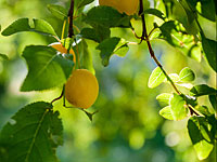  Срубленное  сливовое дерево  из Варшавского  гетто получает вторую жизнь 