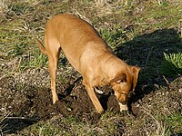 Собака спасла похороненного заживо в Китае младенца