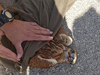 Пограничники спасли ястреба курганника, застрявшего в колючей проволоке. ВИДЕО