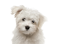 Британка навлекла на себя гнев общественности, протерев Maserati щенком