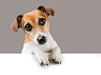 Израильтянка, потерявшая пса, арендовала биллборд на 1-м шоссе под объявление