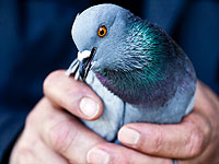 Таможенники Кувейта перехватили пернатого наркокурьера:  голубь 