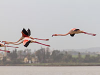 С июня авиарейсы на Кипр будет осуществлять еще одна компания