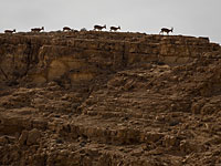 В ущелье Вади Кельт восьмилетний ребенок сорвался со скалы