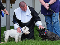 Great North Dog Walk: собачья свадьба на 28.000 гостей. Фоторепортаж