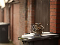 Более 200 кошек стали  жертвами неизвестного преступника, действующего на юге Франции 
