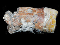 Открытие израильских ученых: неандертальцы не были пещерными людьми