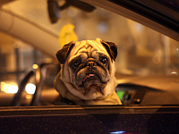 В Явне задержан подозреваемый в издевательстве над собакой