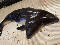 В Северном море был выловлен двухголовый детеныш морской свиньи